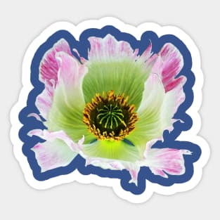 Papaver somniferum Sticker